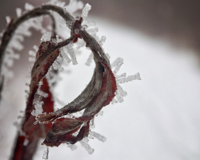 hoar frost on leaves