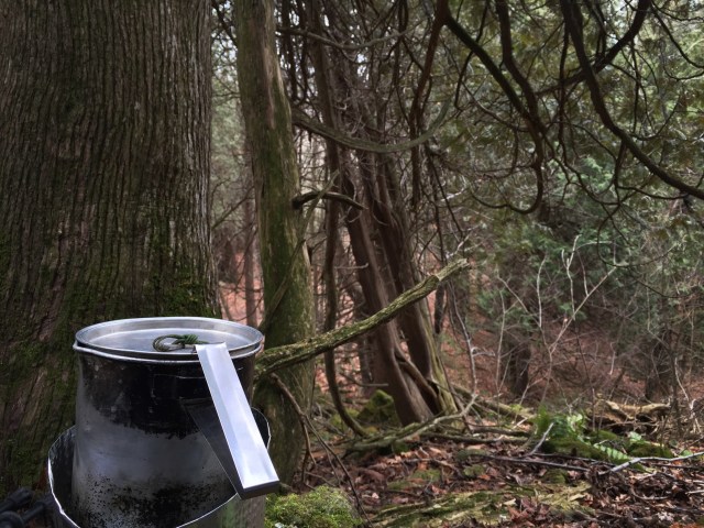 lunch along BT sidetrail in MonoCliffs