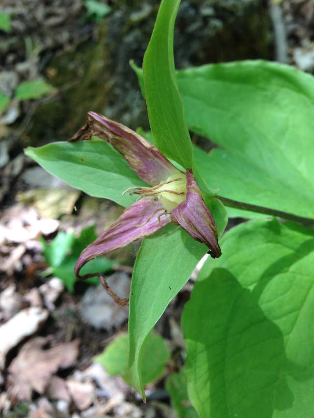 along Bruce Trail, west of Spirit Tree, with Bernie &amp; Chris; old white trillium