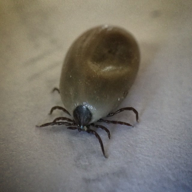 Black-legged Tick Ixodes scapularis