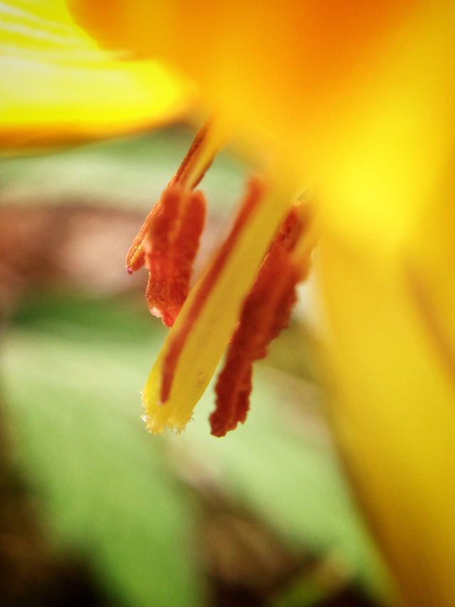 Erythronium at MC.jpg