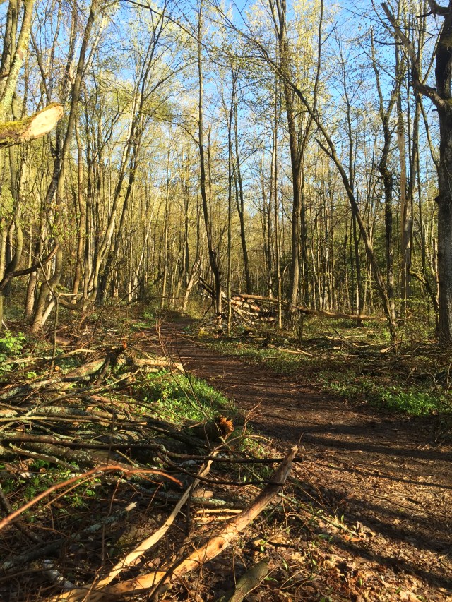 ice storm damage Mono Cliffs